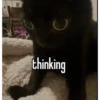 silly cats 21