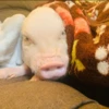 BeBe Pig #2 30
