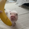 BeBe Pig #1 5