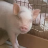 BeBe Pig #1 6