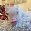 BeBe Pig #1 7