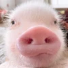 BeBe Pig #1 8