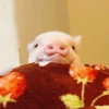 BeBe Pig #1 9