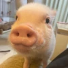 BeBe Pig #1 10