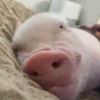 BeBe Pig #1 11