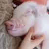 BeBe Pig #1 12
