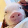 BeBe Pig #1 13