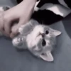 🫀 kitten :: @hzzxmy :: 9