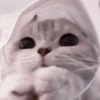 🫀 kitten :: @hzzxmy :: 12