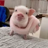 BeBe Pig #1 14