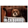 IH CA BURRO!