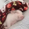 BeBe Pig #1 15