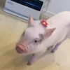 BeBe Pig #1 16