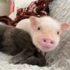 BeBe Pig #1 17