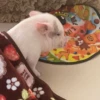 BeBe Pig #1 18