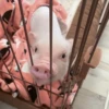 BeBe Pig #1 20