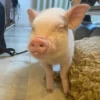 BeBe Pig #1 21