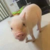 BeBe Pig #1 22