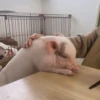 BeBe Pig #1 23