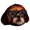 Bruno Aleixo memes 21