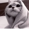 🫀 kitten :: @hzzxmy :: 21