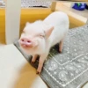 BeBe Pig #1 24