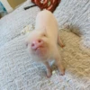 BeBe Pig #1 25