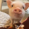 BeBe Pig #1 26