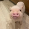 BeBe Pig #1 27