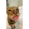 Catsss 7