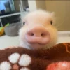 BeBe Pig #1 28