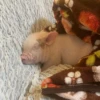 BeBe Pig #1 29