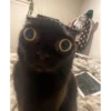 Catsss 8