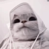 🫀 kitten :: @hzzxmy :: 26