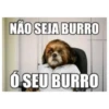 NÃO SEJA BURRO Ó SEU BURRO