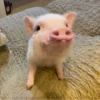 BeBe Pig #1 30