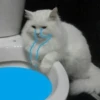Cats cats Cats 2