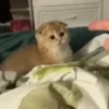 Cats cats Cats 4