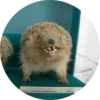 ? Hedgehog memes 5