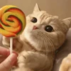 Cats cats Cats 7