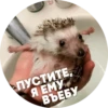 ? Hedgehog memes 8