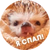 ? Hedgehog memes 9