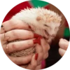 ? Hedgehog memes 10
