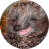 ? Hedgehog memes 11