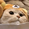 Cats cats Cats 10