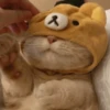 Cats cats Cats 11