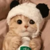 Cats cats Cats 12