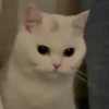 Cats cats Cats 14