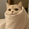 Cats cats Cats 16