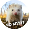 ? Hedgehog memes 13